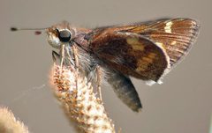 Lon melane vitellina