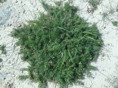 Genista hispanica hispanica