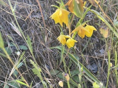 Calochortus pulchellus