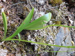 Platanthera unalascensis