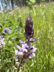 Orbexilum psoralioides