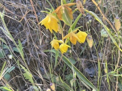 Calochortus pulchellus