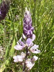 Orbexilum psoralioides