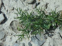 Genista hispanica hispanica
