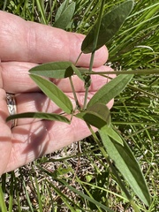 Orbexilum psoralioides