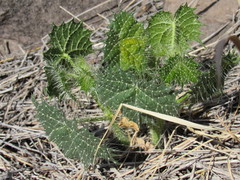 Cnidoscolus angustidens