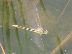 Phanogomphus militaris
