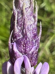 Orbexilum psoralioides