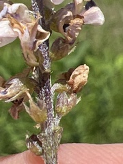 Orbexilum psoralioides