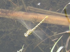 Phanogomphus militaris