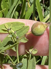 Comandra umbellata umbellata