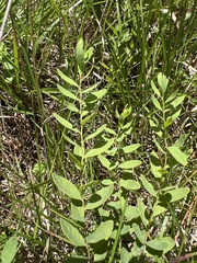 Comandra umbellata umbellata