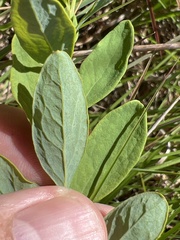 Comandra umbellata umbellata