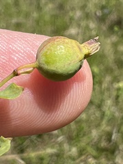 Comandra umbellata umbellata