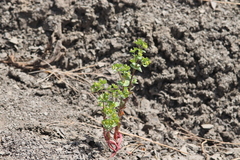 Euphorbia crenulata