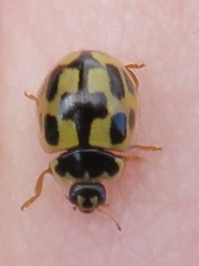 Propylea quatuordecimpunctata
