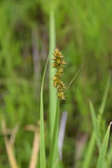 Carex stipata