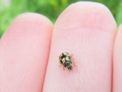 Propylea quatuordecimpunctata