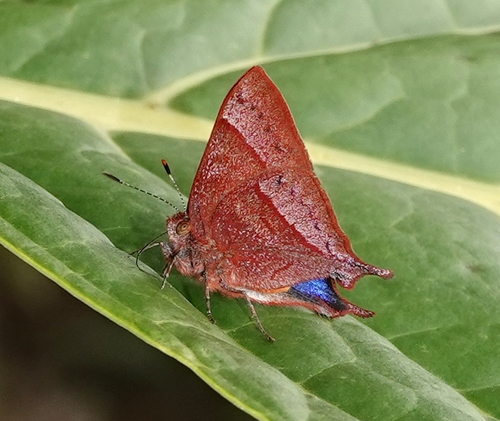 Penaincisalia loxurina