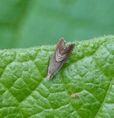 Grapholita delineana