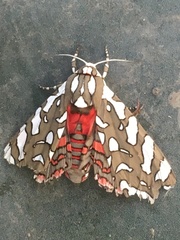 Arachnis dilecta