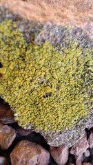 Flavoplaca citrina