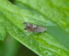 Grapholita delineana