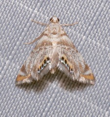 Eoparargyractis irroratalis