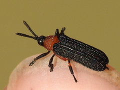 Chalepus bicolor