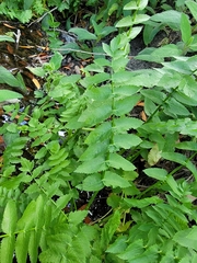 Berula