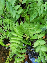 Berula