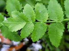 Berula