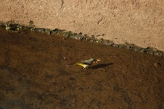 Motacilla cinerea cinerea