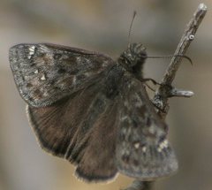 Erynnis meridianus
