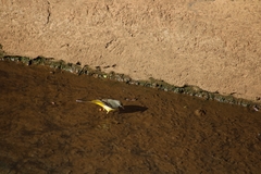 Motacilla cinerea cinerea