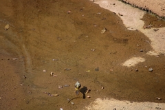 Motacilla cinerea cinerea