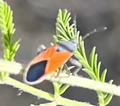 Melanopleurus belfragei
