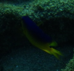 Stegastes xanthurus