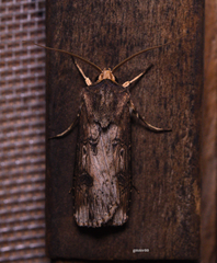Noctuidae