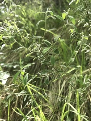 Genista pilosa