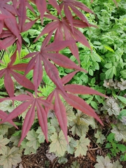 Acer palmatum