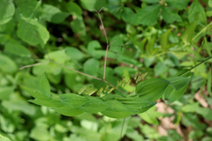 Polygonatum biflorum