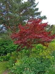 Acer palmatum