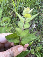 Eupatorium pubescens