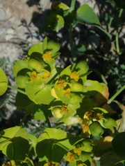 Euphorbia serrata