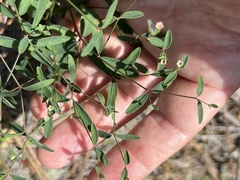 Euphorbia curtisii
