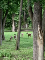Odocoileus virginianus