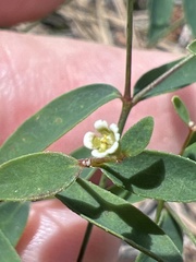 Euphorbia curtisii