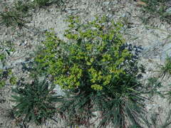 Euphorbia serrata