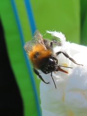 Bombus hypnorum